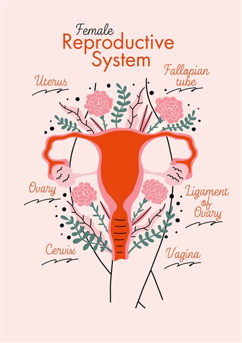 Pink And Red Illustrated Female Reproductive System Poster By Anka