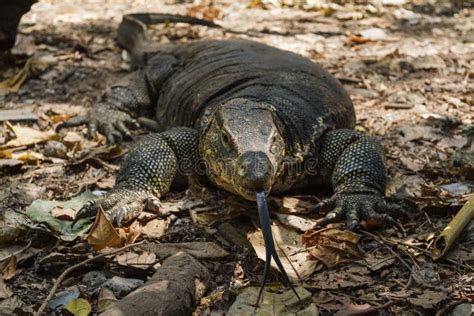 Crawling Giant Lizard Water Monitor Varanus Salvator Stock Image