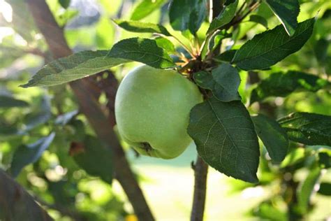 Apple tree pictures gallery has many great beautiful photos of the apple fruit tree. What Fruit Trees Can I Plant? - Home Garden Joy