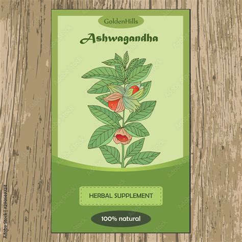 Medicinal Herbs Collection Vector Hand Drawn Illustration Of Ayurvedic Plant Ashwagandha On A