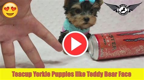 Teacup Yorkie Puppies Like Teddy Bear Face By Puppyheaven