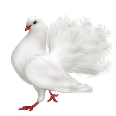 White Pigeon Dove Png File Png Mart