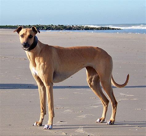 Vizsla magyar agar (ungarischer greyhound, hungarian greyhound, ungarischer windhund) ist eigentlich. The Agár: NOT a Hungarian Greyhound