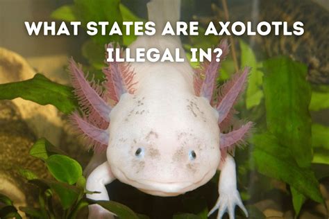 What States Are Axolotls Illegal In 50 State Guide Pets From Afar