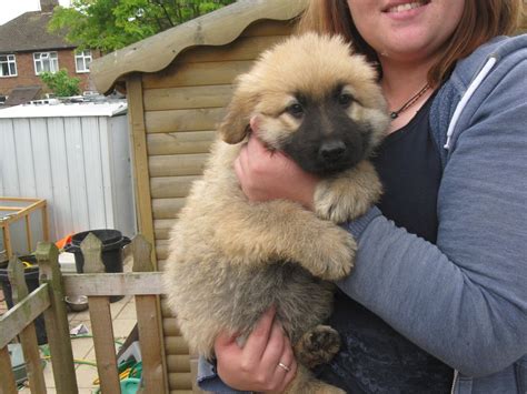 German shepherd dog puppy for sale near california, yucca valley, usa. german shepherd pups blue sable red sable black | Luton ...