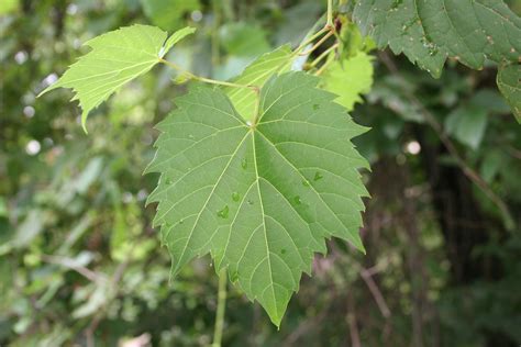 Vine Leaf Wallpapers Images Photos Pictures Backgrounds