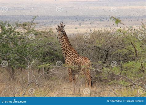 African Giraffes Graze In The Savannah Wildlife Africa Stock Image