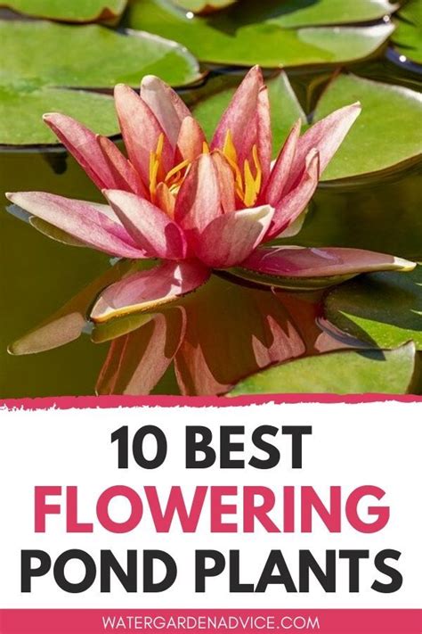 Flowering Pond Plants Are Great For Beautifying A Pond And Providing