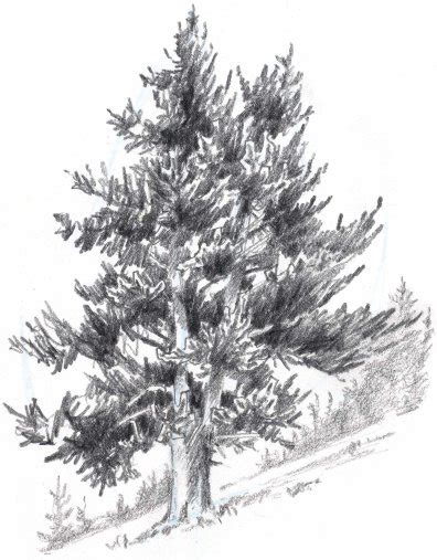 Pine Tree Pencil Drawing How To Draw Pine Trees With Pen And Ink Pen