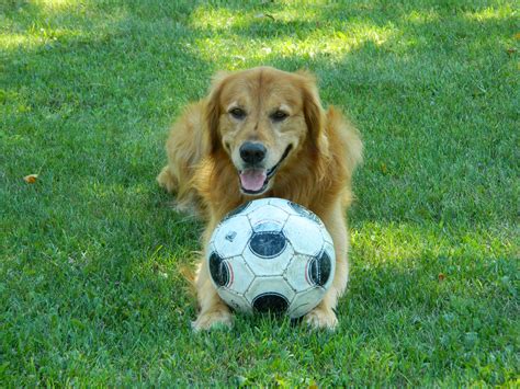 Cute Animals Playing Soccer Animals World