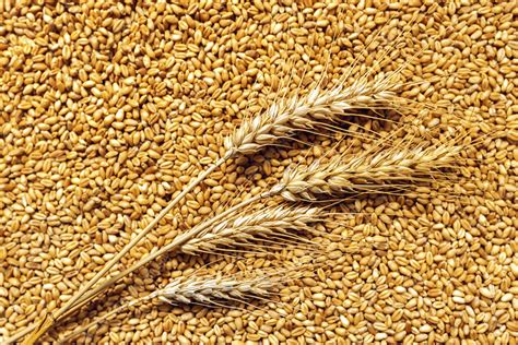 Wheat Ears And Grains Stock Image F0213294 Science Photo Library