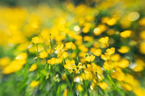 Buttercups And Blur By Stocksy Contributor Catherine Macbride
