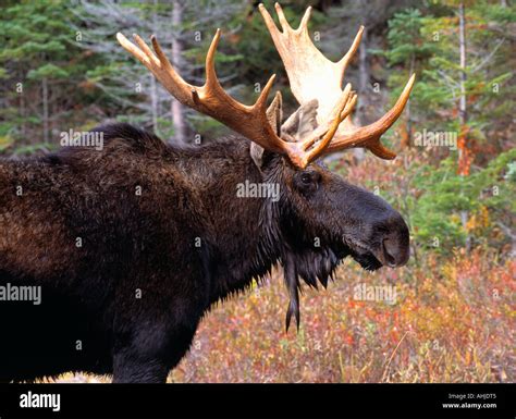Bull Moose Profile Stock Photo Alamy