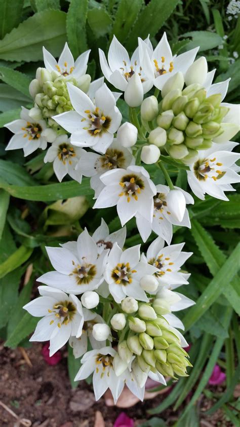 Pretty White Bulb Types Of Flowers Flowers Plants
