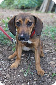 Use the search tool below and browse adoptable dachshunds! Waldorf, MD - Dachshund Mix. Meet Portia, a puppy for adoption. http://www.adoptapet.com/pet ...