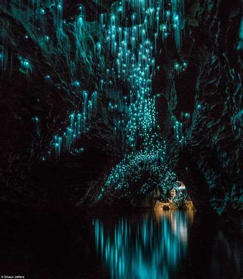 Images Show Glow Worms Illuminating A Pitch Black New Zealand Grotto Daily Mail Online