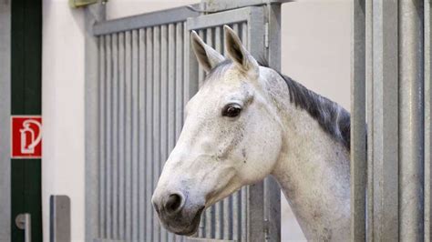 Unfall Mit Pferd Reiterin Stürzt Gehirnerschütterung