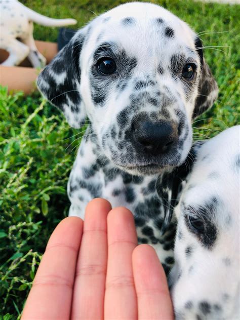 Dotty is a gorgeous dalmatian puppy who has a great combination of colour in her. Dalmatian Puppies For Sale | San Diego, CA #304810