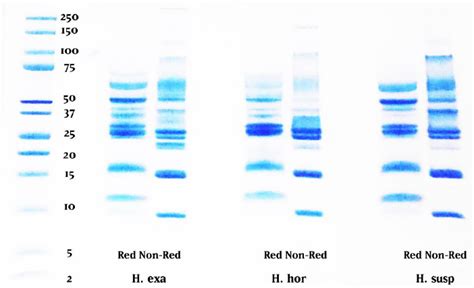 Reduced And Non Reduced Tris Tricine 1d Gel Comparison Of H