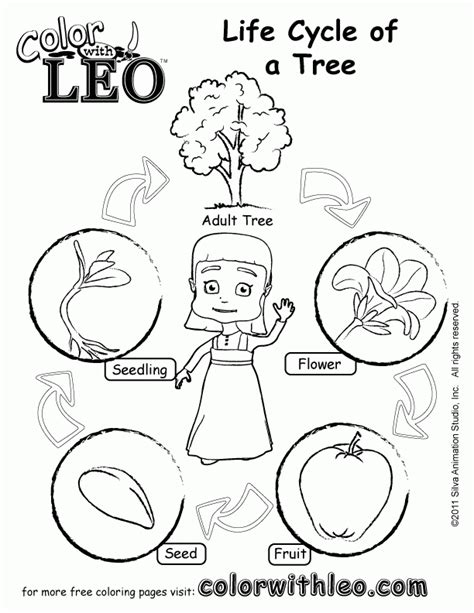 Life Cycle Of A Plant Coloring Page Coloring Home