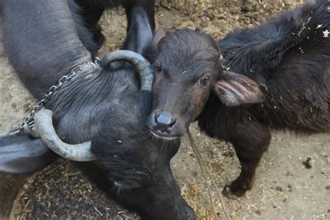 Priceless buffalo called babu | manorama news. Best BREEDING and CALVING Seasons of BUFFALO
