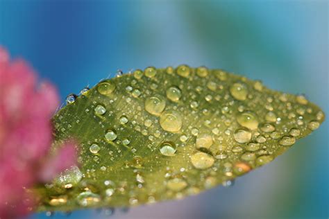 Free Images Water Nature Drop Dew Leaf Flower Petal Raindrop