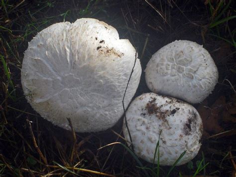 Agaricus Campestris