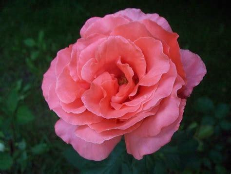 Filecloseup Of A Pink Rose In Full Bloom