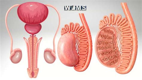 Testicle Anatomy And Important Clinical Conditions Woms