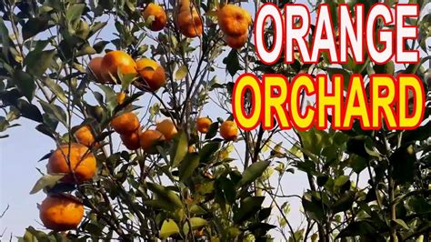 Amazing Orange Farming In Bangladesh Orange Cultivation In South