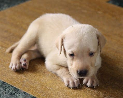 My Puppy Has Diarrhea: An Expert Guide to Soothe and Help Your Pup