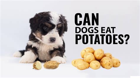 Humans like to eat potato fries or mixed with cheese but that is not appropriate for dogs. Can Dogs Eat Potatoes? - YouTube