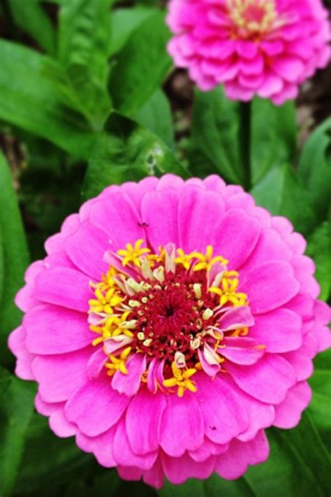 When zinnias are overcrowded they can become stunted. Sprouts: Growing Zinnias from Seed