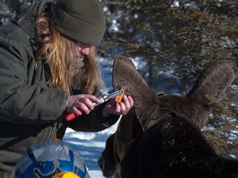 Warmer Winters Bedevil Moose In Minnesota