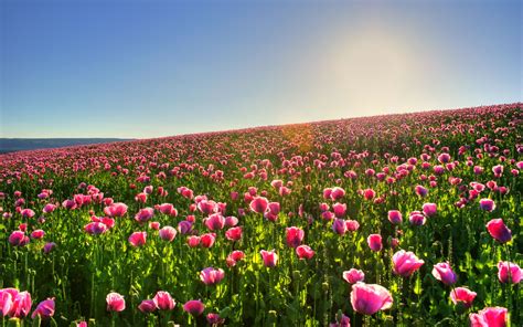 Springtime Meadow Wallpapers Wallpaper Cave