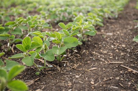 Factors That Affect Seed Placement Dutch Openers