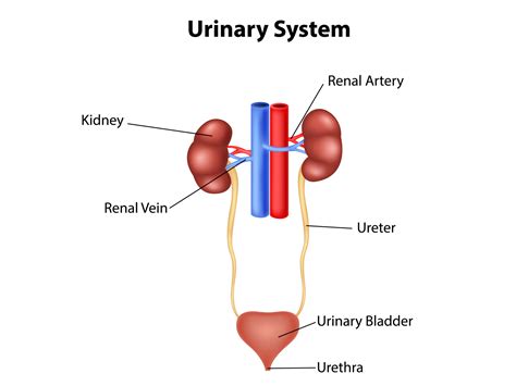 Urinary System By Tigatelu On Dribbble