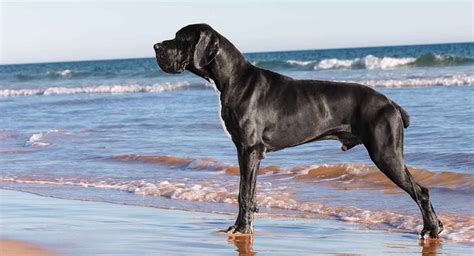 Great Dane Names - 250 Ideas Worthy of the Biggest Breed