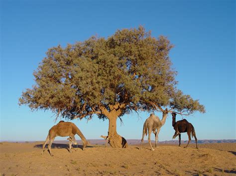 Fotos Gratis Paisaje árbol Naturaleza Arena Pradera Desierto