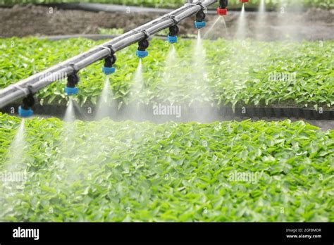 Greenhouse Watering System In Action Stock Photo Alamy