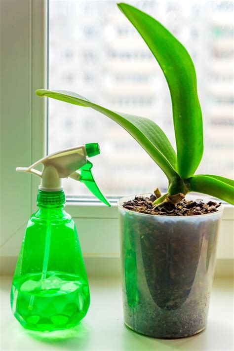 6 Ways To Get Rid Of Fungus Gnats In Houseplants For Good Smart