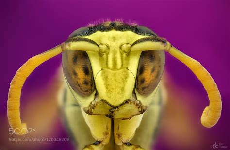 Wasp By Can Go4fotos Macro Photos Wasp Macro Photography