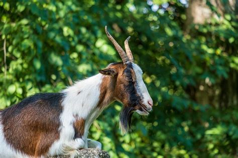 300 Free Billy Goat And Goat Images Pixabay