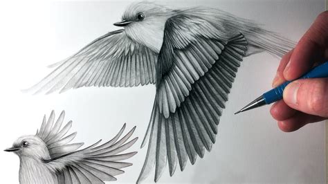 Https://tommynaija.com/draw/how To Draw A Beautiful Bird Flying