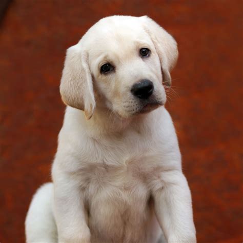 Florida Golden Retriever Puppies For Sale From Top Breeders