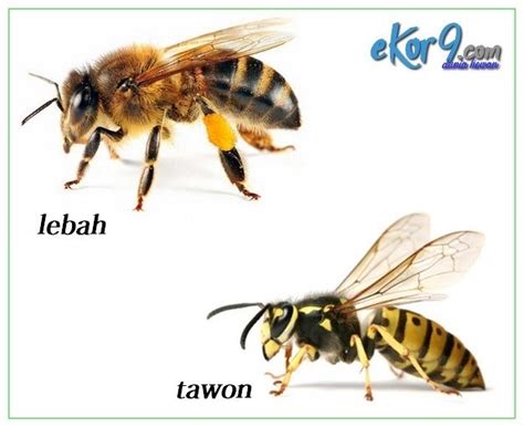 6 Perbedaan Tawon Dan Lebah Apa Aja Sih Dunia Fauna Hewan
