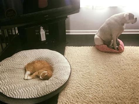 24 Shameless Cats Stealing Dog Beds