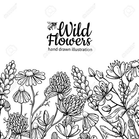 Wild Flowers Vector Drawing Set Isolated Meadow Plants And Leaves