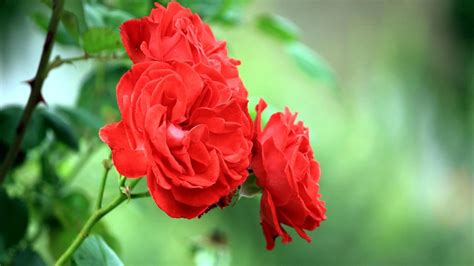 Red Rose Flower Garden Wallpapers Wallpaper Cave