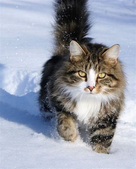 find maine coon kittens  sale animals cats funny cats cute cats